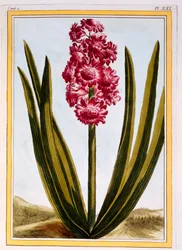 Crimson Royal, c.1766